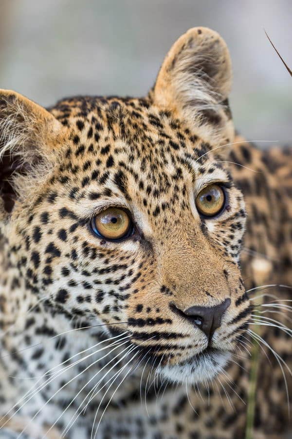 Wildlife photography at Shaun Etsebeth Photo Safaris