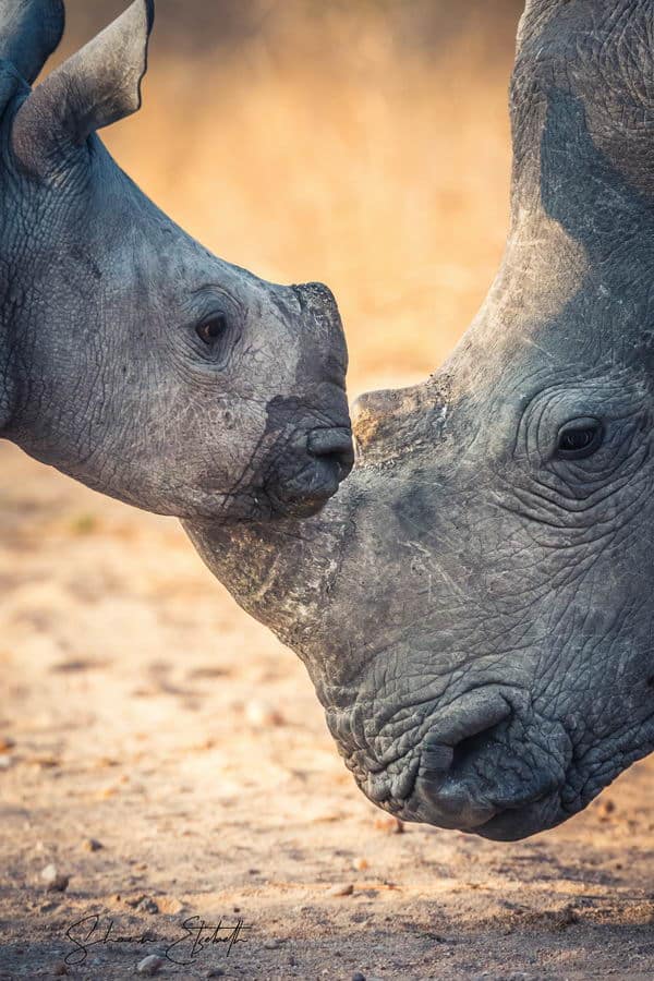 Wildlife photography at Shaun Etsebeth Photo Safaris