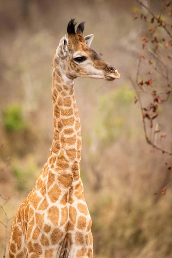 Shaun Etsebeth Photo Safaris