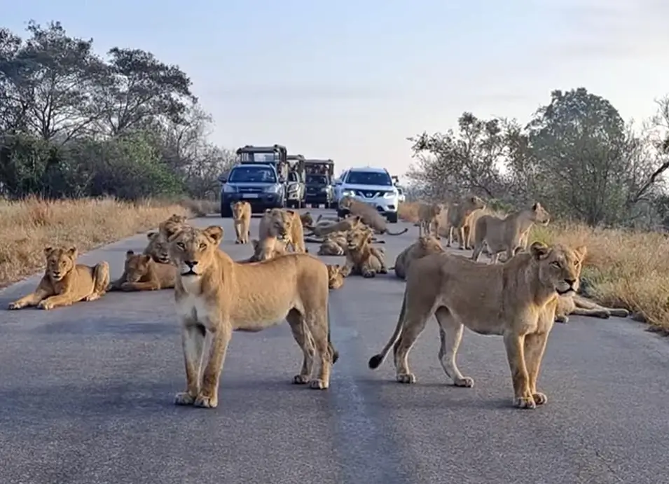 Biggest roadblock in Africa. Kruger National Park