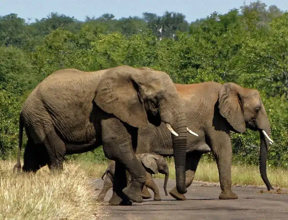 Photo Safaris in Kruger National Park with Shaun Etsebeth