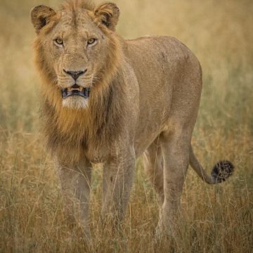 Wildlife Photography at Shaun Etsebeth Photo Safaris