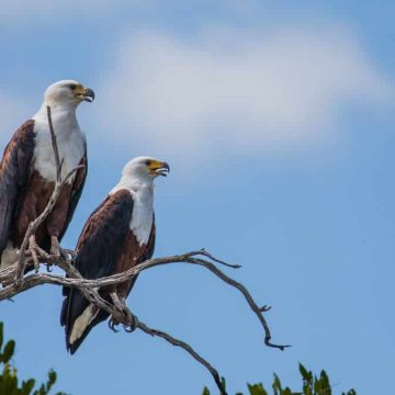 Wildlife photography at Shaun Etsebeth Photo Safaris