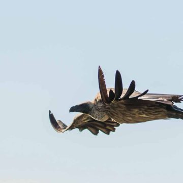 Wildlife photography at Shaun Etsebeth Photo Safaris